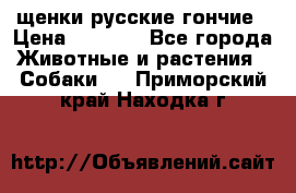 щенки русские гончие › Цена ­ 4 000 - Все города Животные и растения » Собаки   . Приморский край,Находка г.